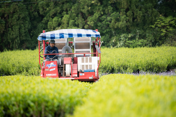 三重県の一番茶の収穫時期は、4月下旬から5月下旬までです。その中でも一番美味しいお茶が採れるのは八十八夜（立春から数えて88日目）（うるう年以外は5/2）と言われています。
